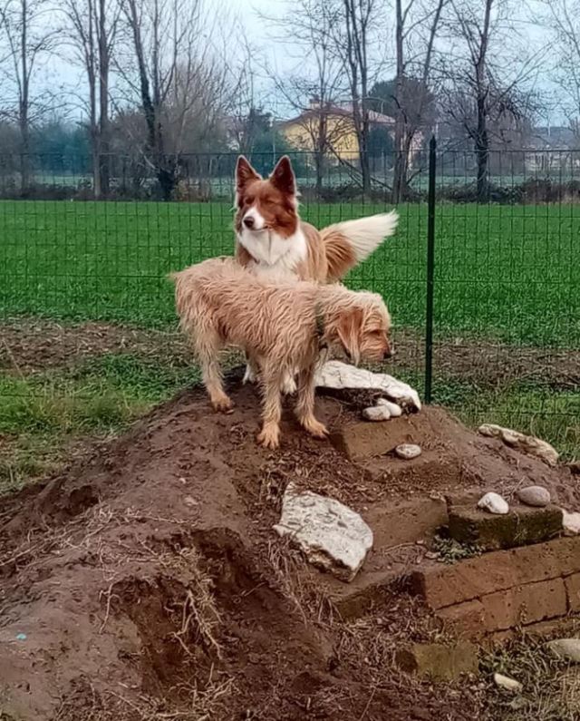Il boschetto delle lepri