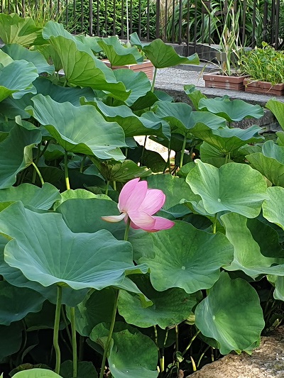 Ortobotanico di Padova