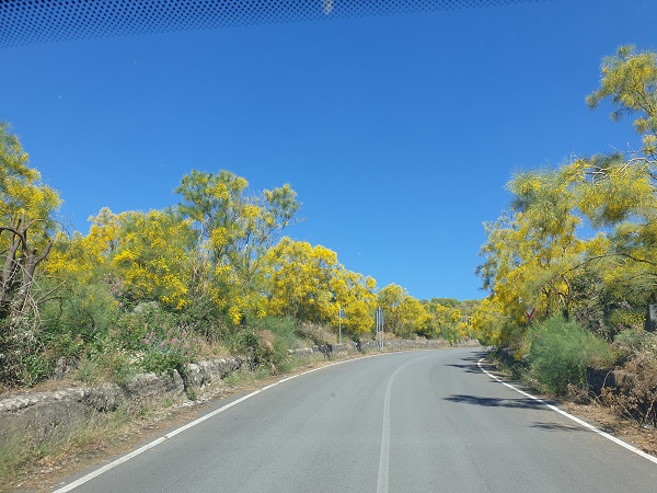 GINESTRE IN FIORE SULL'ETNA