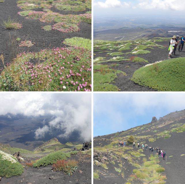 VEGETAZIONE SPONTANEA SULL'ETNA