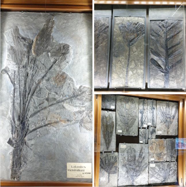 Palme fossili, palma olotipo